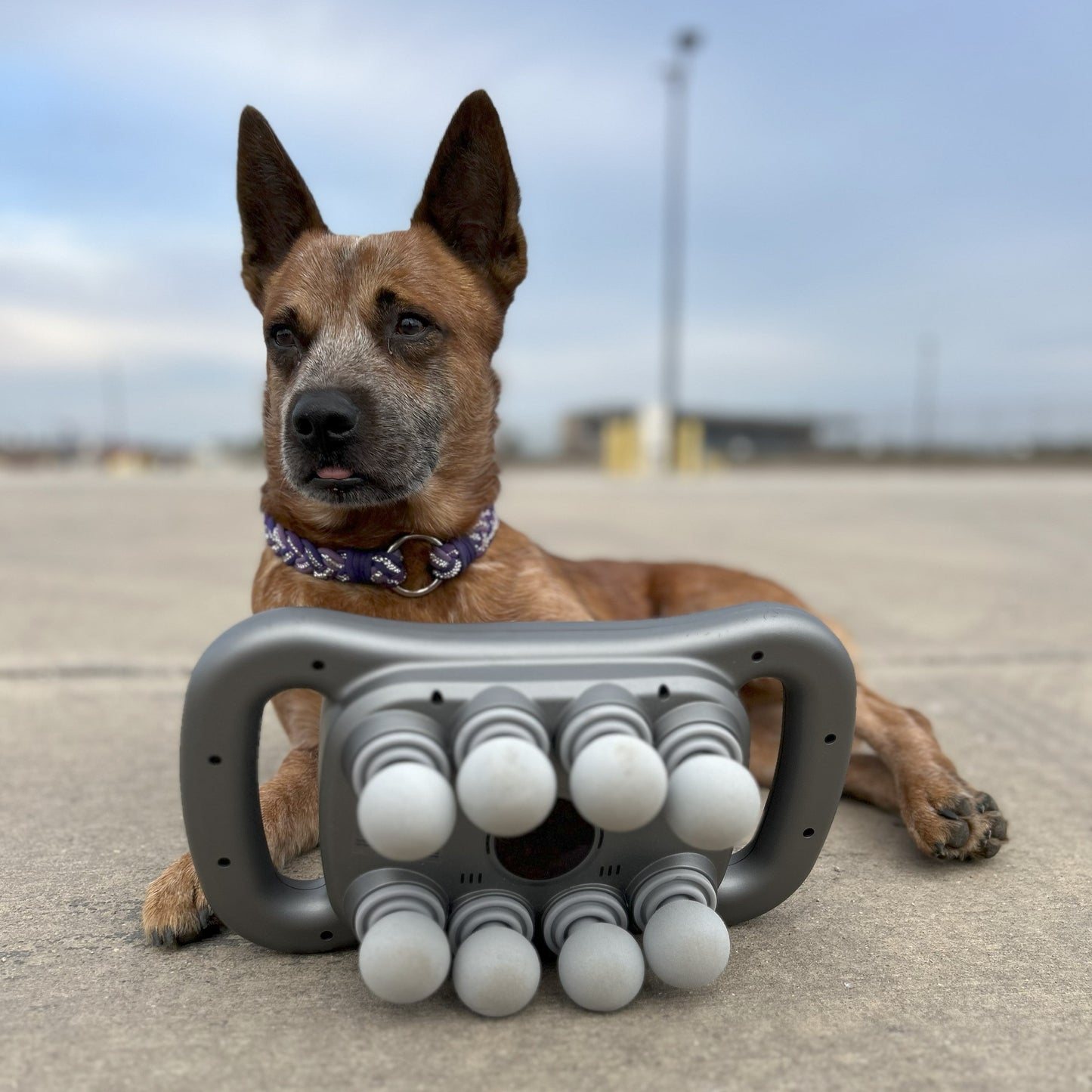 8 Heads Pup Massage Gun